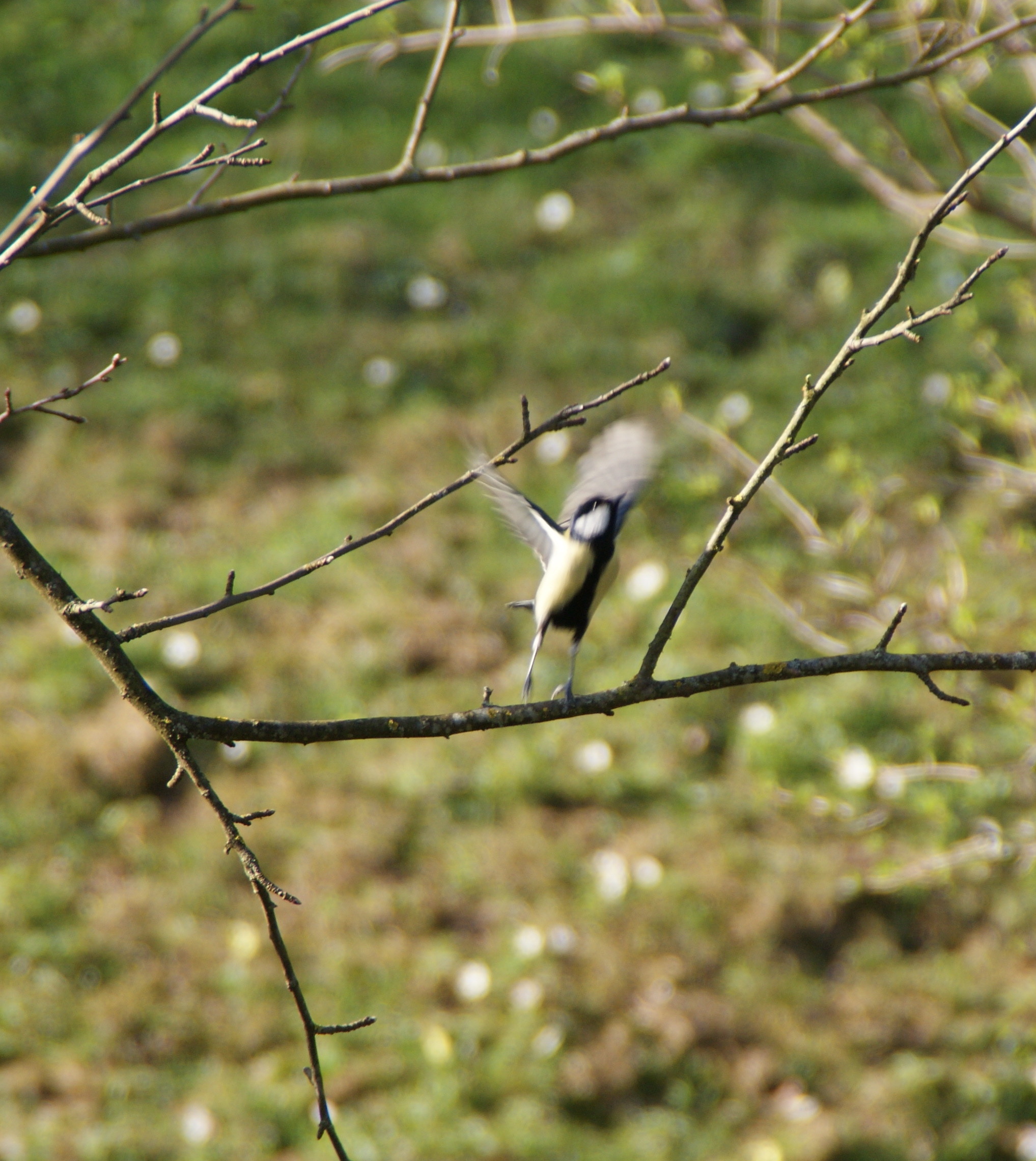 Frühling mit neuen Gästen